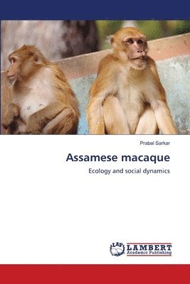 bokomslag Assamese macaque