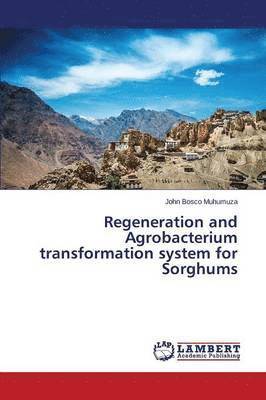 Regeneration and Agrobacterium transformation system for Sorghums 1