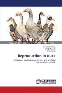bokomslag Reproduction in duck