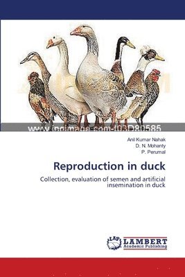 Reproduction in duck 1