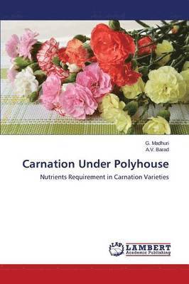Carnation Under Polyhouse 1