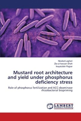 Mustard root architecture and yield under phosphorus deficiency stress 1