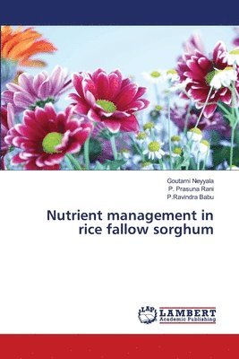 Nutrient management in rice fallow sorghum 1