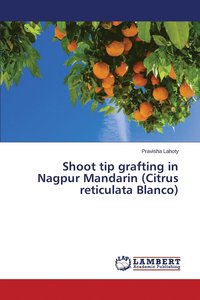 bokomslag Shoot tip grafting in Nagpur Mandarin (Citrus reticulata Blanco)
