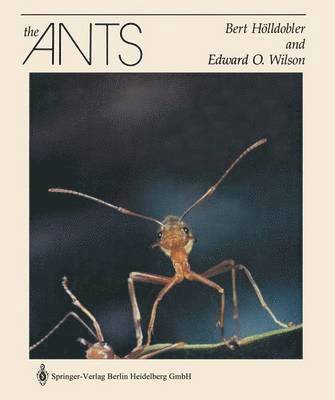 The Ants 1