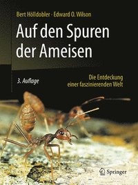 bokomslag Auf den Spuren der Ameisen