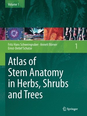 bokomslag Atlas of Stem Anatomy in Herbs, Shrubs and Trees