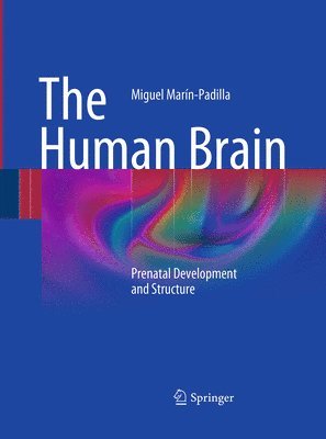 The Human Brain 1