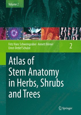 bokomslag Atlas of Stem Anatomy in Herbs, Shrubs and Trees