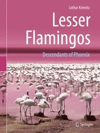 bokomslag Lesser Flamingos
