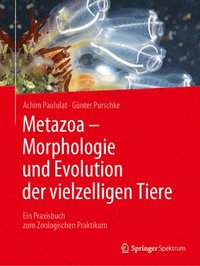 bokomslag Metazoa - Morphologie und Evolution der vielzelligen Tiere