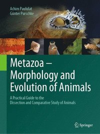 bokomslag Metazoa - Morphology and Evolution of Animals
