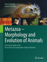 bokomslag Metazoa  Morphology and Evolution of Animals