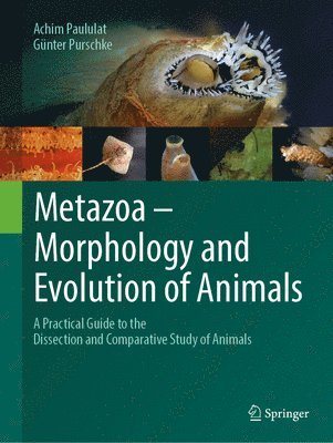 bokomslag Metazoa  Morphology and Evolution of Animals