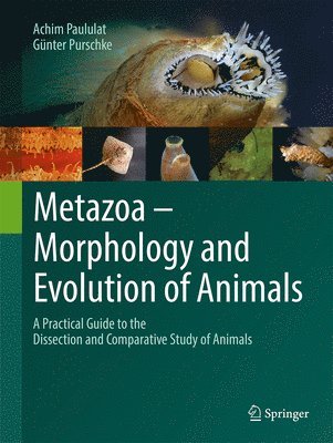 Achim Paululat, Günter Purschke, Gunter Purschke - Metazoa – Morphology and Evolution of Animals, Häftad