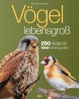 bokomslag Vögel lebensgroß