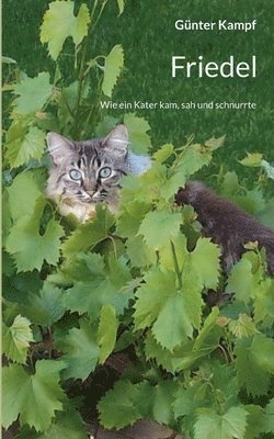 Günter Kampf - Friedel, Häftad
