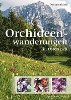 bokomslag Orchideenwanderungen in Österreich