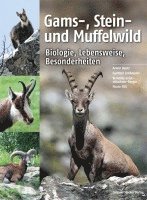 bokomslag Gams-, Stein- und Muffelwild