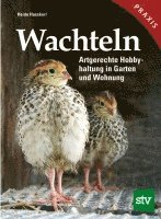 Wachteln 1