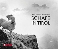 Schafe in Tirol 1