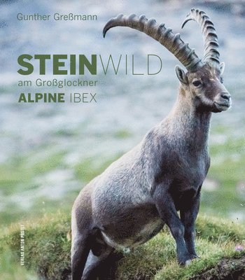 Alpine Ibex 1