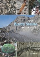 bokomslag Bunte Steine