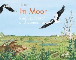 Im Moor - Kiebitz, Frosch und Sonnentau 1