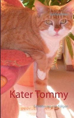 Kater Tommy 1