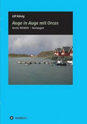 bokomslag Auge in Auge mit Orcas