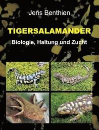 bokomslag Tigersalamander