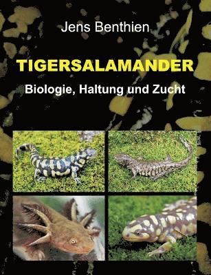 Tigersalamander 1