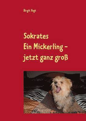 bokomslag Sokrates Ein Mickerling - jetzt ganz groß
