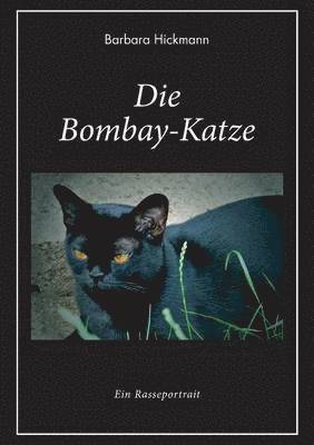 Bombay-Katze 1