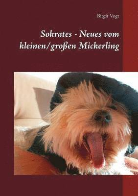 bokomslag Sokrates - Neues vom kleinen/großen Mickerling