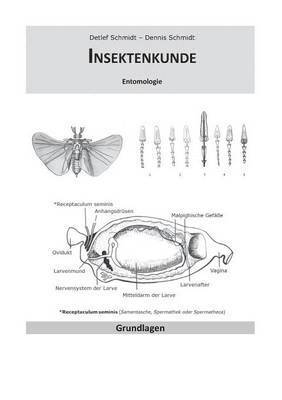 Insektenkunde 1