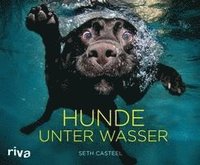 bokomslag Hunde unter Wasser