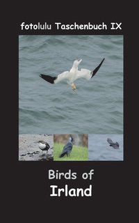 bokomslag Birds of Irland