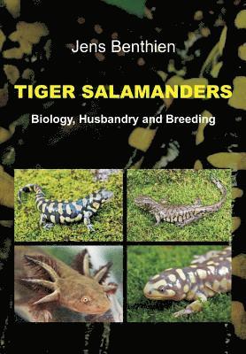 Tiger Salamanders 1