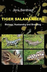 bokomslag Tiger Salamanders