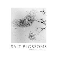 bokomslag Salt Blossoms