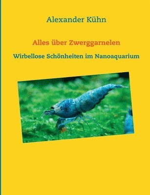 Alles über Zwerggarnelen