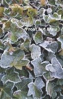 bokomslag Frost auf Efeu