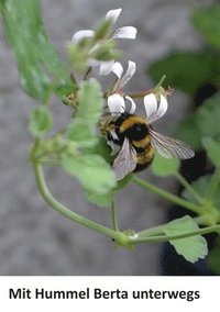 bokomslag Mit Hummel Berta unterwegs