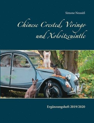 Chinese Crested, Viringo und Xoloitzcuintle II 1
