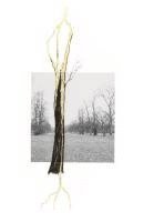 Claude Adjil, Alexa Chow - Giuseppe Penone - Thoughts in the Roots, Inbunden