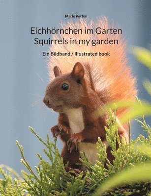 Eichhrnchen im Garten / Squirrels in my garden 1