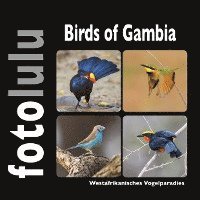 bokomslag Birds of Gambia