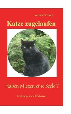 Katze zugelaufen 1