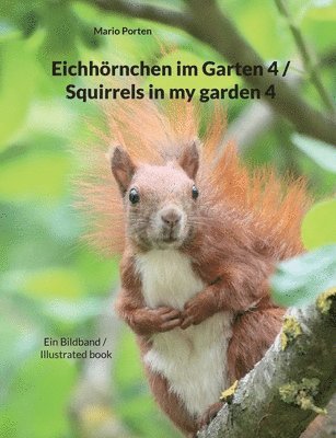 Eichhrnchen im Garten 4 / Squirrels in my garden 4 1